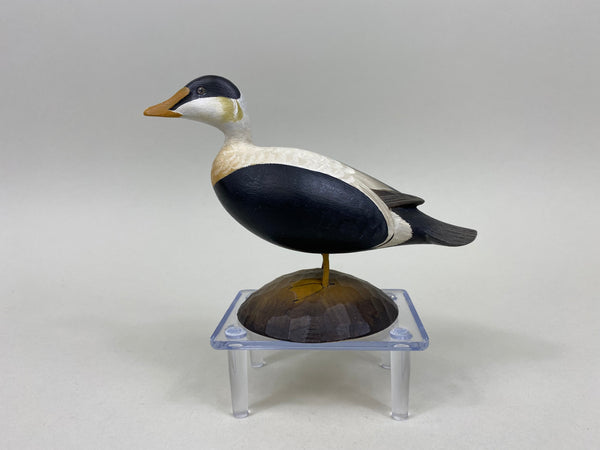 George Strunk Miniature Common Eider (#5254)