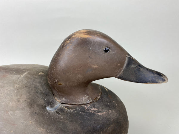 Wildfowler Canvasback Drake, Old Saybrook (#5451)