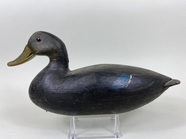 Unknown Hollow Black Duck (#5477)