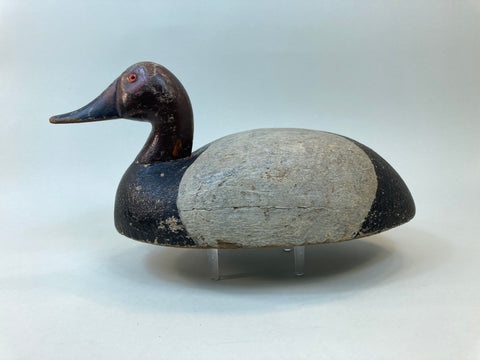 Michigan Bobtail Canvasback Drake (#5503)