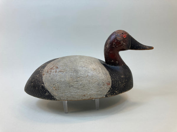 Michigan Bobtail Canvasback Drake (#5503)