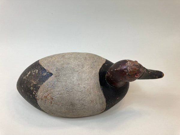 Michigan Bobtail Canvasback Drake (#5503)