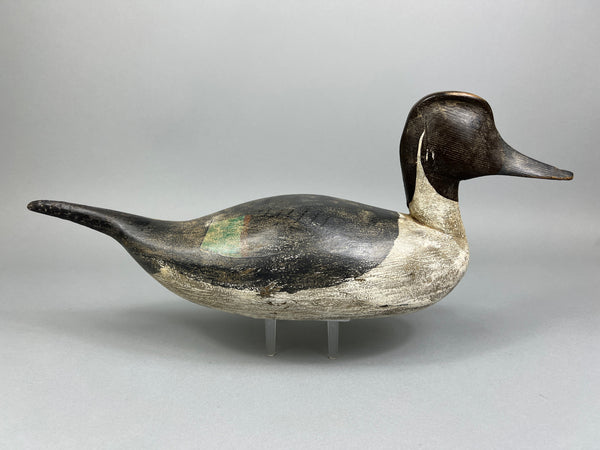 California Pintail (#4937)