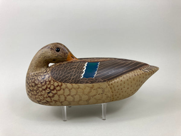Wendell Sheerman Preening Mallard Hen (#5538)