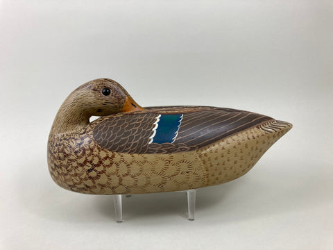 Wendell Sheerman Preening Mallard Hen (#5538)