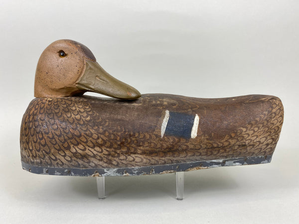 Rare Herter's Preening Mallard Hen (#5648)