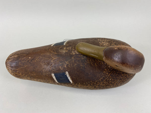 Rare Herter's Preening Mallard Hen (#5648)