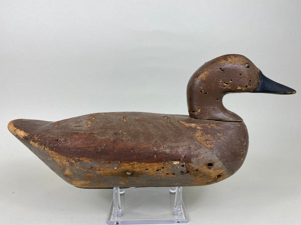 Havre de Grace Early Canvasback Hen, Circa 1930's (#5727)