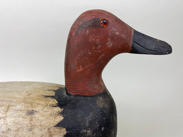 Rare Roy Hancock Canvasback Drake (#5747)
