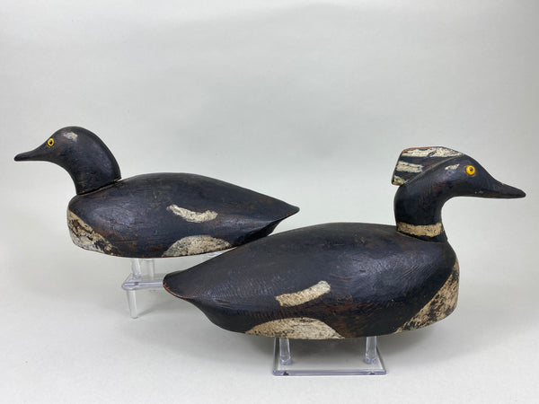 Pair of Hooded Mergansers, St. Clair Flats, Circa 1920's (#5837)