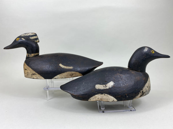 Pair of Hooded Mergansers, St. Clair Flats, Circa 1920's (#5837)