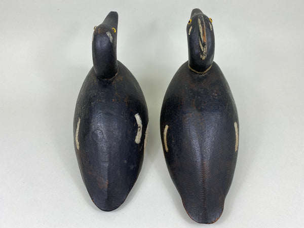 Pair of Hooded Mergansers, St. Clair Flats, Circa 1920's (#5837)