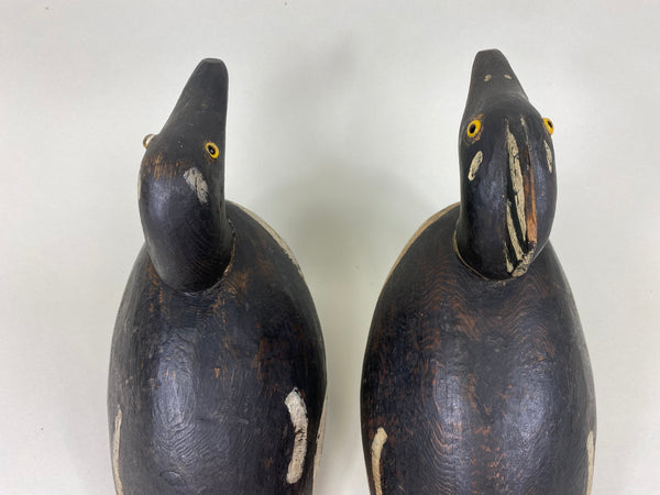 Pair of Hooded Mergansers, St. Clair Flats, Circa 1920's (#5837)