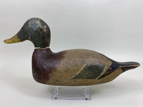 Unknown Minnesota Mallard Drake (#5943)