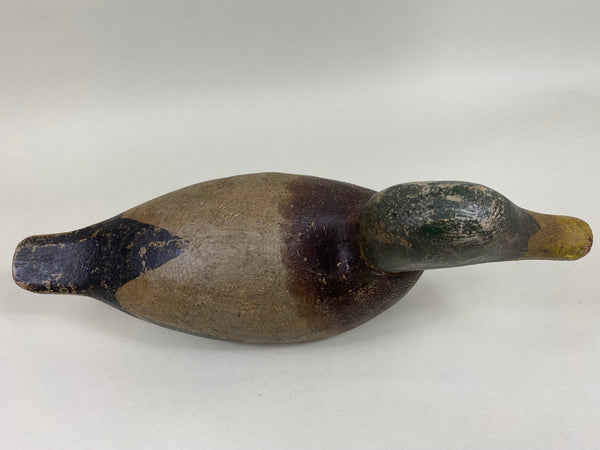 Unknown Minnesota Mallard Drake (#5943)