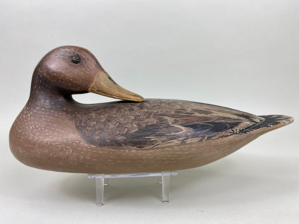 Unknown Mallard Hen Preener (#5965)