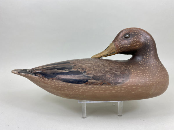 Unknown Mallard Hen Preener (#5965)