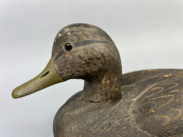 Michigan Black Duck Schmidt influence (#4771)