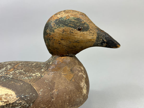 Tule Lake Attributed Wigeon Drake (4894)