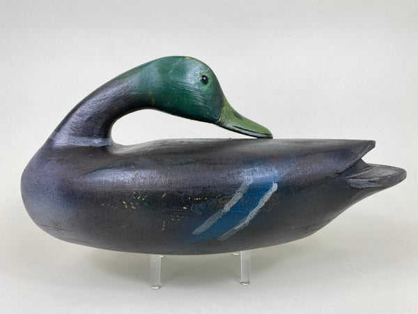 Illinois River Mallard Drake Sleeper (#6034)