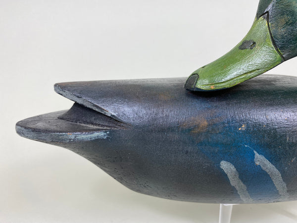 Illinois River Mallard Drake Sleeper (#6034)