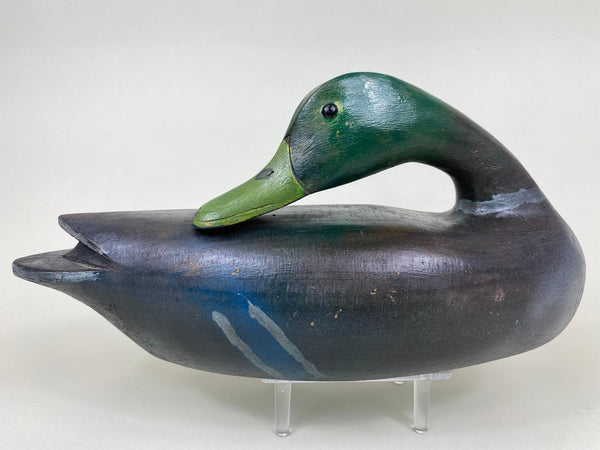 Illinois River Mallard Drake Sleeper (#6034)