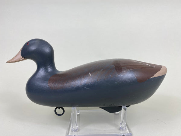 Maryland Coot (#6119)