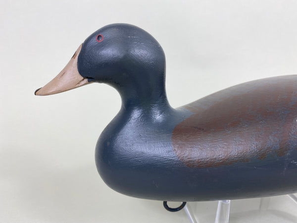 Maryland Coot (#6119)