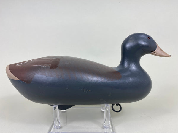 Maryland Coot (#6119)