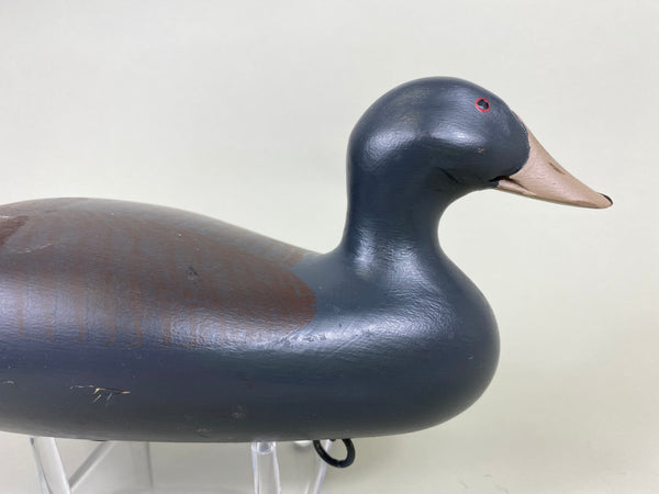 Maryland Coot (#6119)