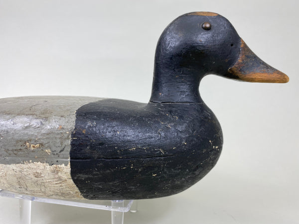 Charles Varnholts, Sr. Blue Bill Drake (#6172)