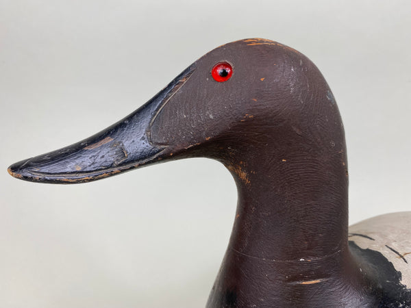 Marshall Williams Canvasback Drake (#6186)