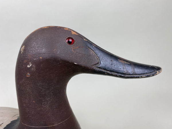 Marshall Williams Canvasback Drake (#6186)