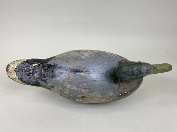 Mississippi River Mallard Drake (#6270)