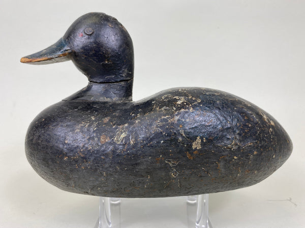 Early Blue Bill, Unknown, Circa 1910 (#6271)