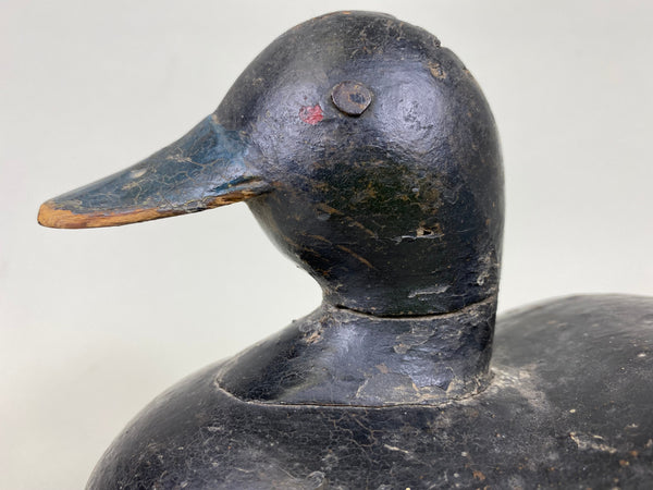 Early Blue Bill, Unknown, Circa 1910 (#6271)