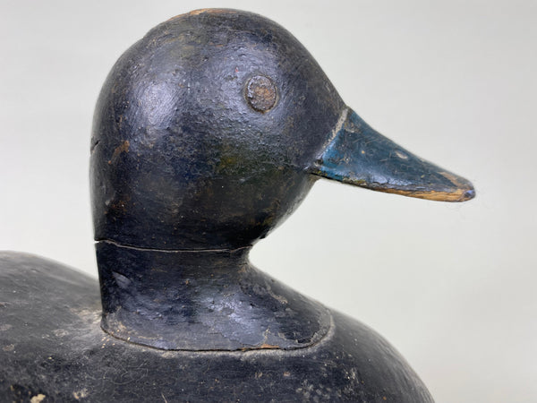 Early Blue Bill, Unknown, Circa 1910 (#6271)