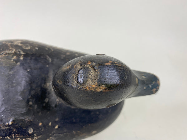 Early Blue Bill, Unknown, Circa 1910 (#6271)