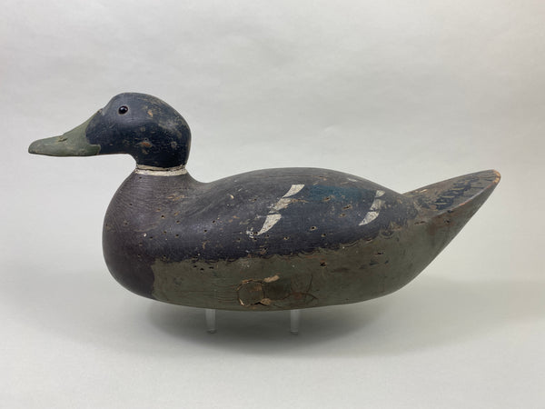 Oversized Wisconsin Mallard Drake (#9350)