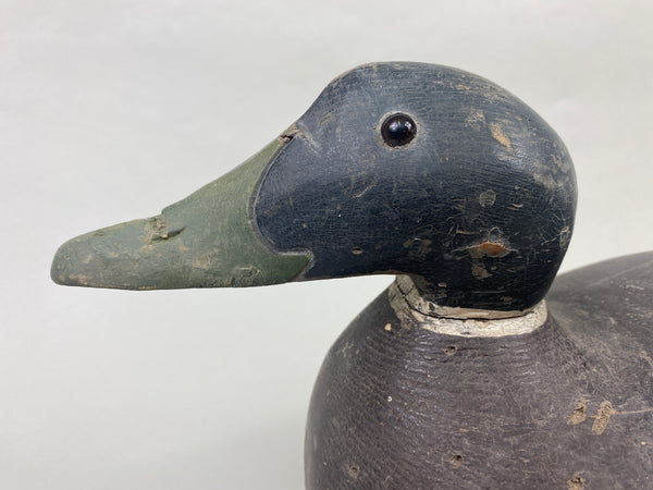 Oversized Wisconsin Mallard Drake (#9350)