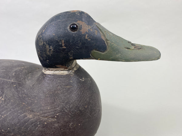 Oversized Wisconsin Mallard Drake (#9350)