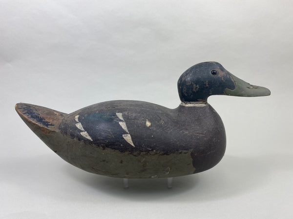 Oversized Wisconsin Mallard Drake (#9350)