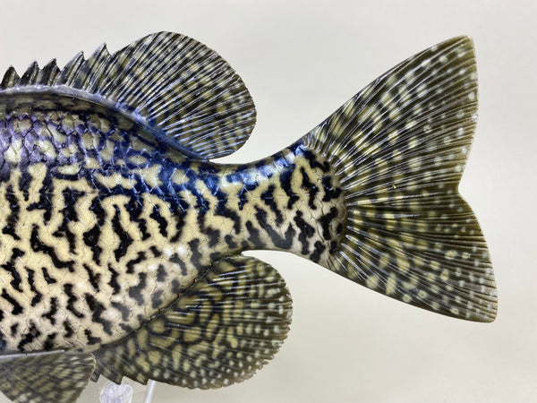 Life Like Carved Crappie Fish (#6404)
