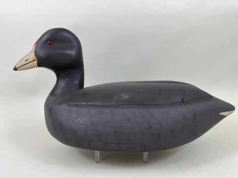 David Simandl Oversized Coot (#6414)