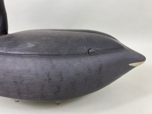 David Simandl Oversized Coot (#6414)