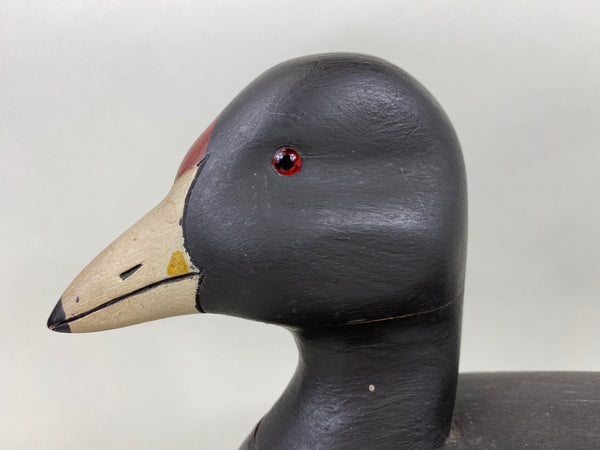 David Simandl Oversized Coot (#6414)