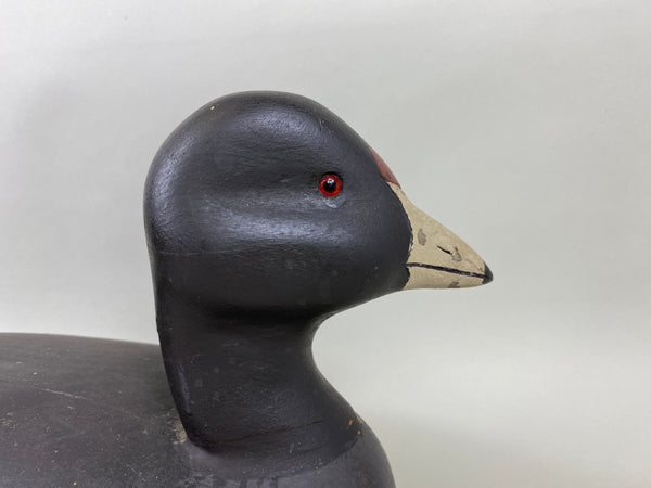 David Simandl Oversized Coot (#6414)