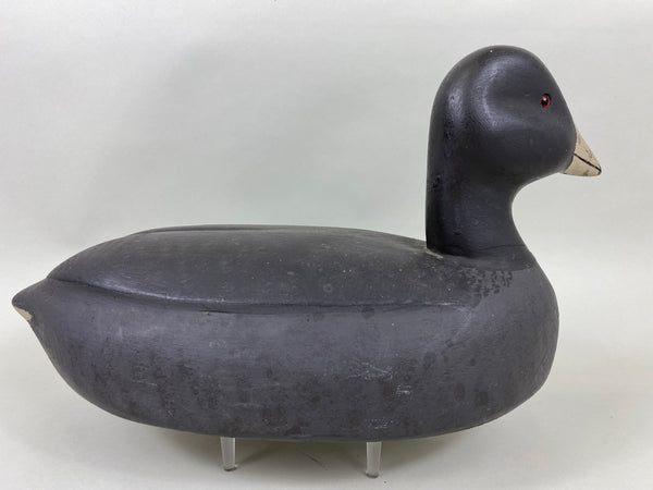 David Simandl Oversized Coot (#6414)