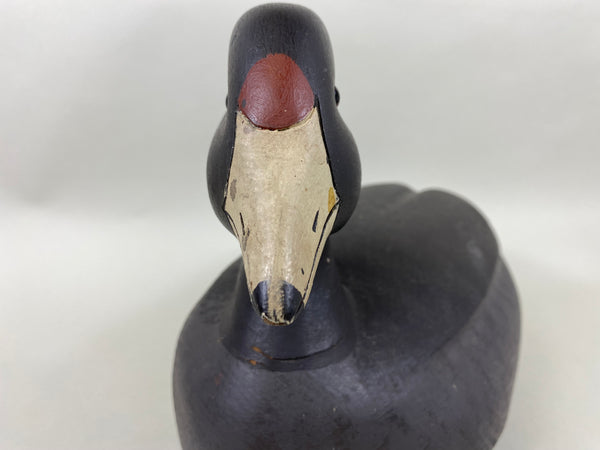 David Simandl Oversized Coot (#6414)