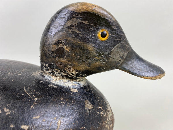 Canada Blue Bill Hen, Circa 1920's (#6439)